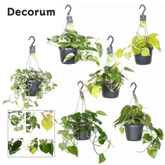 Overige Hangplanten 17Ø 35cm