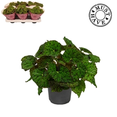 Beg Lime Fever 13Ø 25cm