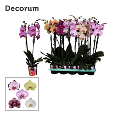 Phal Gem 2 Tak 12Ø 65cm