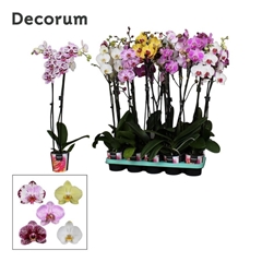 Phal Gem 2 Tak 12Ø 75cm