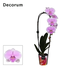 Phal El Cascade 12Ø 55cm