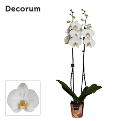 Phal Ov Wit 12Ø 75cm