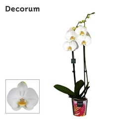 Phal Ov Wit 12Ø 65cm