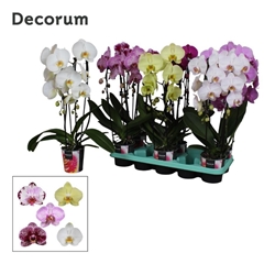 Phal El Cascade 12Ø 60cm