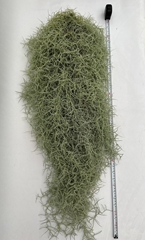 Till Usneoides