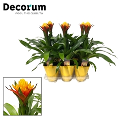 Guzm Yeltix 14Ø 50cm