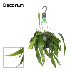 Epiphyllum Ov 17Ø 35cm