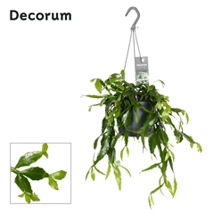 Rhipsalis Ov 17Ø 35cm