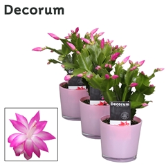Schlumb Naomi 9Ø 18cm
