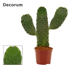 Opuntia 9Ø 35cm