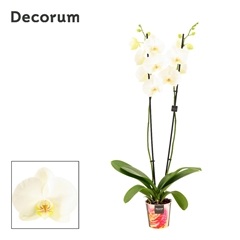 Phal Ov Wit 12Ø 80cm