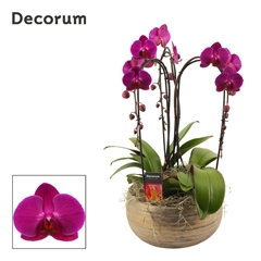 Phal Ov Paars 27Ø 55cm
