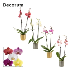 Phal Gem 2 Tak 12Ø 65cm