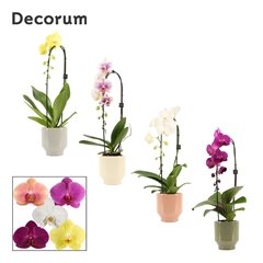 Phal Gem 2 Tak 12Ø 55cm