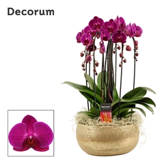 Phal Ov Paars 27Ø 55cm