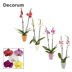 Phal Gem 2 Tak 12Ø 65cm