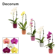 Phal Gem 2 Tak 12Ø 55cm