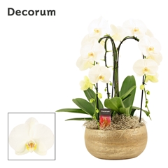 Phal Ov Wit 27Ø 55cm