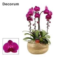 Phal Ov Paars 27Ø 55cm
