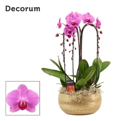 Phal Ov Roze 27Ø 55cm