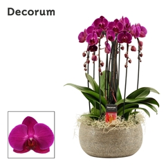Phal Ov Paars 27Ø 55cm