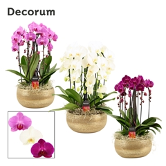 Phal Gem 2 Tak 27Ø 55cm