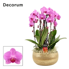 Phal Ov Roze 27Ø 55cm