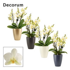 Phal Mf An Lausanne 12Ø 35cm