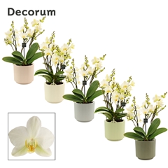 Phal Mf An Lausanne 12Ø 35cm