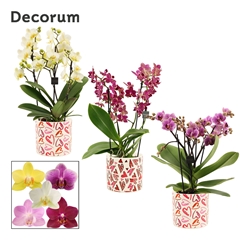 Phal Mf Gem 12Ø 35cm