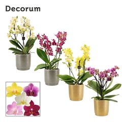 Phal Mf Gem 12Ø 35cm