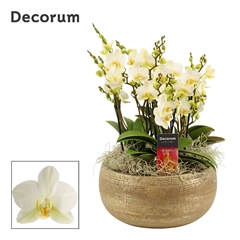 Phal Mf An Lausanne 27Ø 35cm