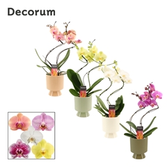 Phal Gem 2 Tak 12Ø 50cm