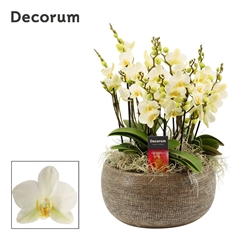 Phal Mf An Lausanne 27Ø 35cm