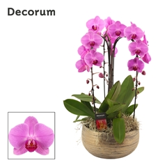 Phal Ov Roze 27Ø 55cm