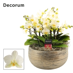 Phal Mf An Lausanne 27Ø 35cm