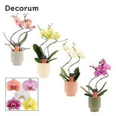 Phal Gem 2 Tak 12Ø 50cm