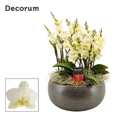 Phal Mf An Lausanne 27Ø 35cm