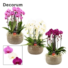 Phal Gem 2 Tak 27Ø 55cm