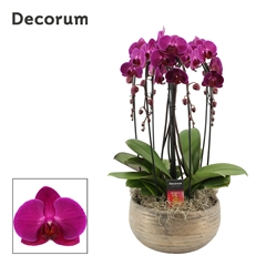 Phal Ov Paars 27Ø 55cm