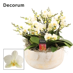 Phal Mf An Lausanne 28Ø 35cm