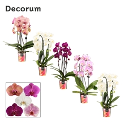 Phal Gem 2 Tak 12Ø 55cm