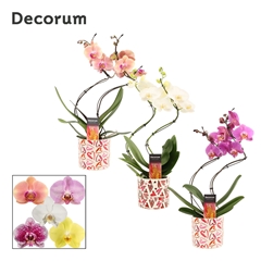 Phal Gem 2 Tak 12Ø 50cm