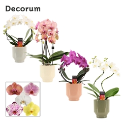 Phal Gem 2 Tak 12Ø 45cm