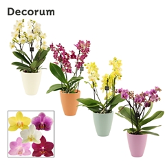 Phal Mf Gem 12Ø 35cm