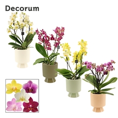Phal Mf Gem 12Ø 35cm