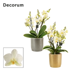Phal Mf An Lausanne 12Ø 35cm