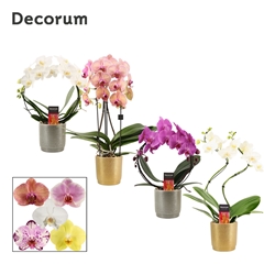 Phal Gem 2 Tak 12Ø 45cm