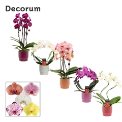 Phal Gem 2 Tak 12Ø 45cm