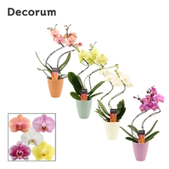 Phal Gem 2 Tak 12Ø 50cm